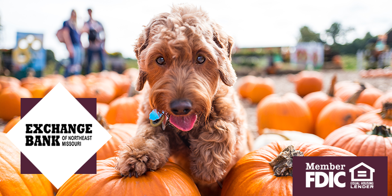 Happy brown dog walking between pumpkins